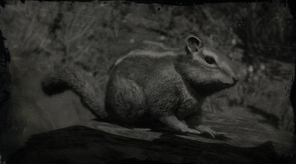 RDR2 Animal - Western Chipmunk.