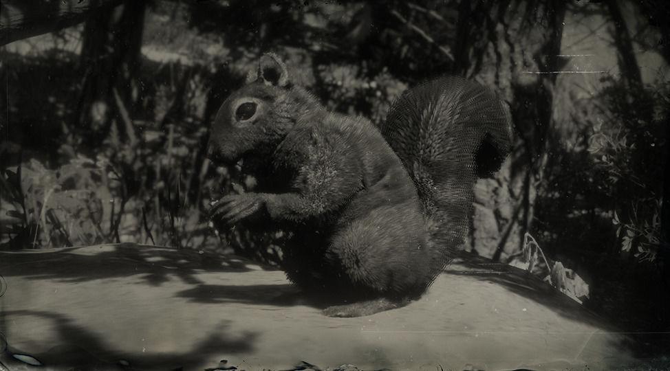 Western Gray Squirrel - RDR2 Animal