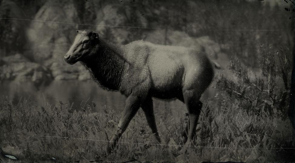 Western Moose - RDR2 Animal Western Moose - RDR2 Animal