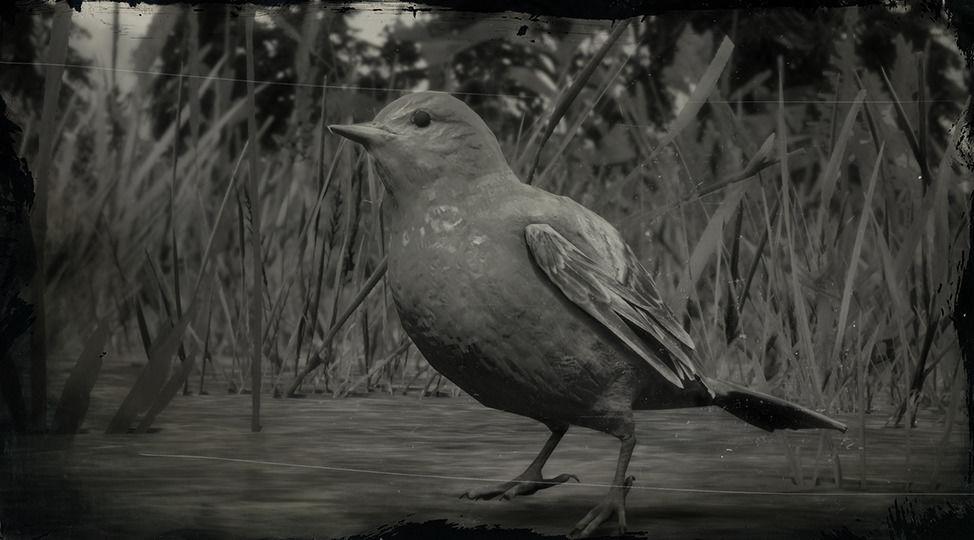 Western Tanager Songbird - RDR2 Animal Western Tanager Songbird - RDR2 Animal