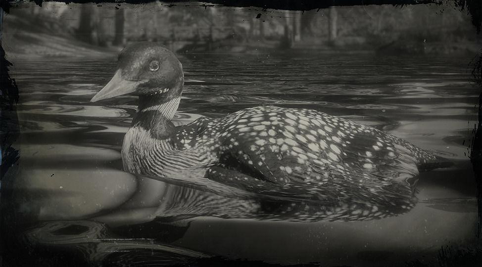 Yellow-billed Loon - RDR2 Animal