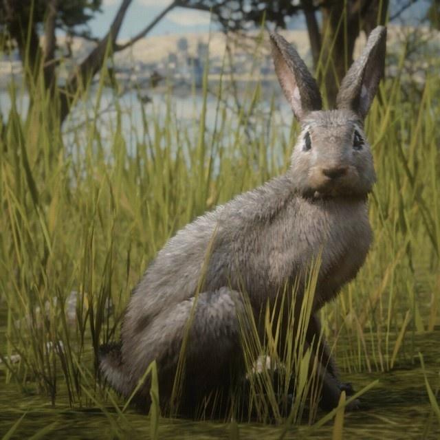 red dead redemption 2 rabbit