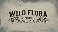 Flora of America Card Set