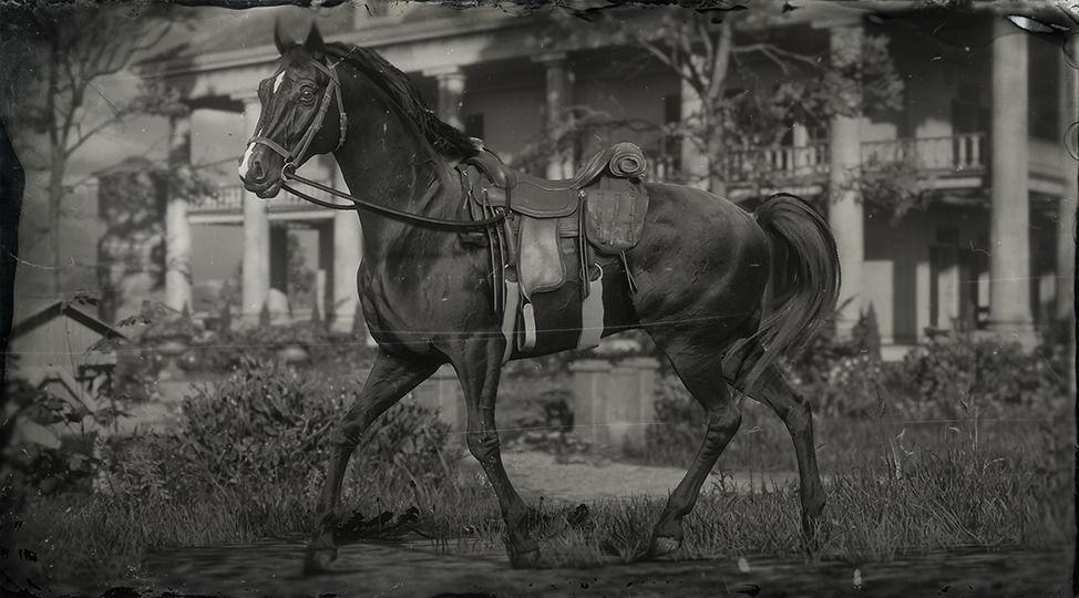 Рдр 2 лошади. Red Dead Redemption 2 Horse. Арабская белая лошадь РДР 2. Арабский скакун в РДР 2. Теннессийская лошадь rdr 2.