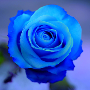 Blue Rosencrans