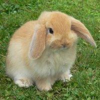 Bunny